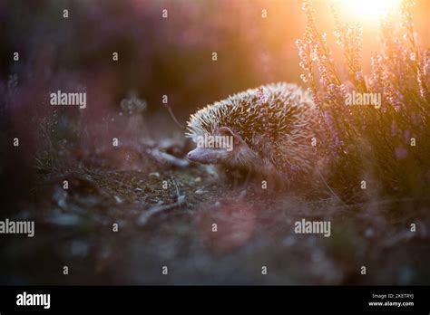 African Pygmy Hedgehog Stock Photo - Alamy