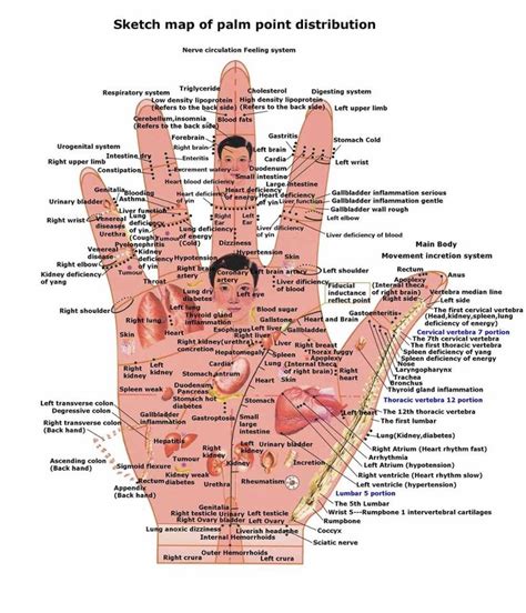 Reflexology of the Hand | Hand reflexology, Reflexology, Medical knowledge