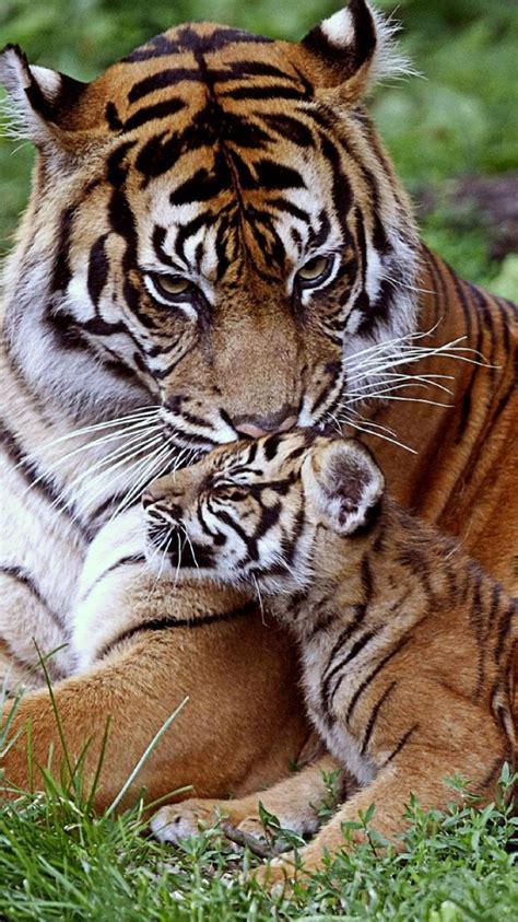 Big cats, Tiger cub, Beautiful cats