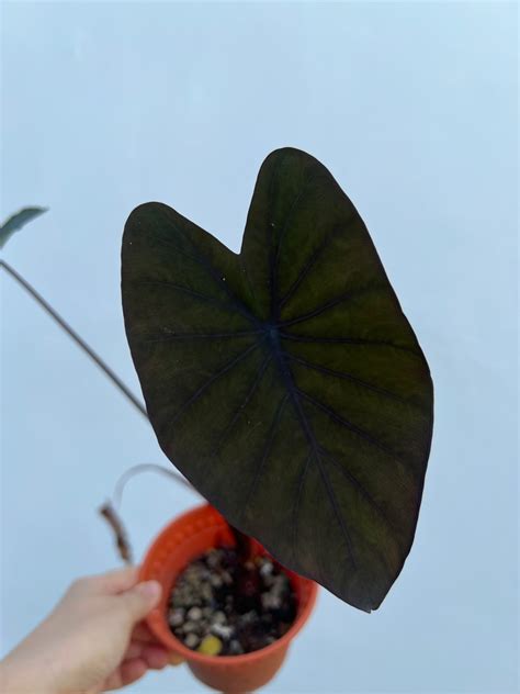 Colocasia black magic, Furniture & Home Living, Gardening, Plants ...