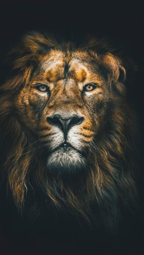 Black Lion, King, Lion HD phone wallpaper | Pxfuel