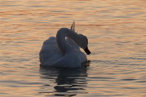 Lake Balaton Mood Setting Sun - Free photo on Pixabay