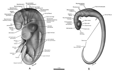 4 to 5 Weeks | Prenatal Overview