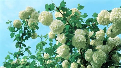 Learn When and How to Prune Your Viburnum for a Thriving Garden - The Arches