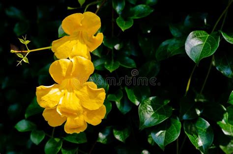 Cat`s Claw Vine Flower Macfadyena Unguis-cati L. a.H. Gentry. Stock ...