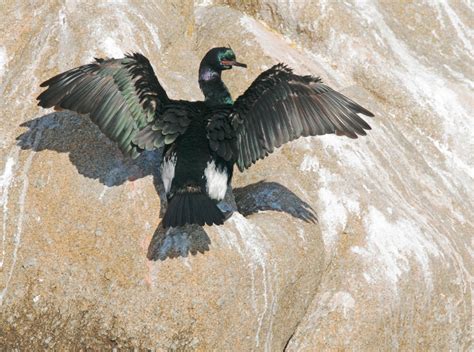 PelagicCormorantp