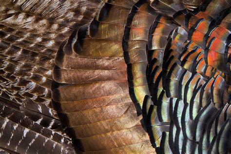 Osceola Turkey Feathers Photograph by Susan Pantuso - Fine Art America