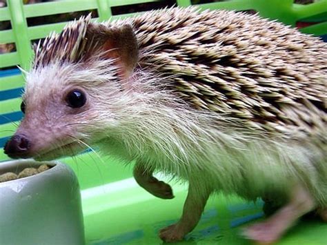 A Complete Guide to Raising Pet Hedgehogs | PetHelpful