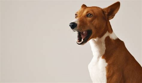 How To Make A Dog Stop Whining – Top Dog Tips