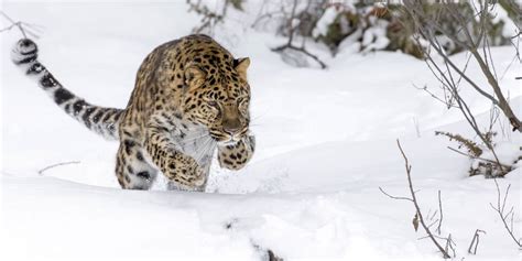 10 Incredible Amur Leopard Facts - A-Z Animals