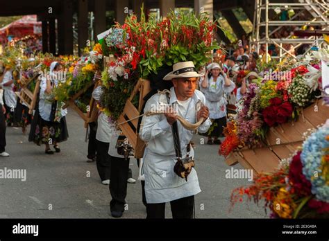 Farmers carrying large floral arrangements in the Desfile de Silleteros ...