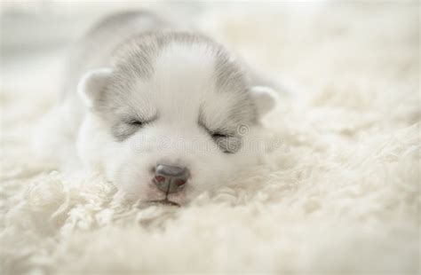 Siberian Husky Puppy Sleeping Stock Photo - Image: 42319784