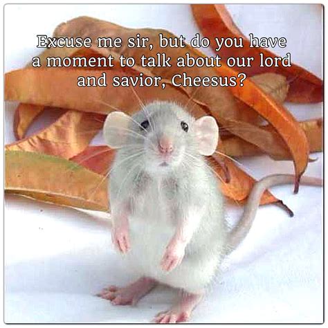 Cute mouse or rat meme Animals And Pets, Baby Animals, Funny Animals, Cute Animals, Strange ...