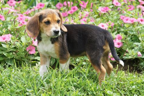 Beagle Puppy For Sale Millersburg OH Female Mindy – AC Puppies LLC