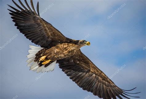 White-tailed eagle in flight — Stock Photo © GUDKOVANDREY #137844502