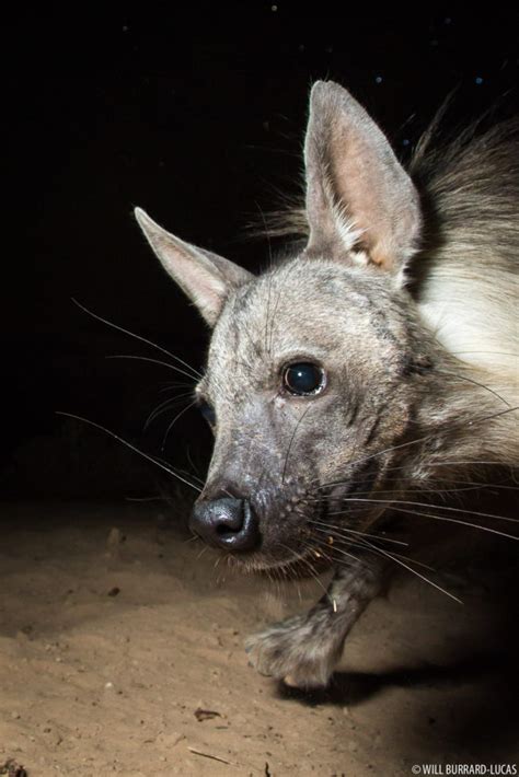 Brown Hyenas | Photos Pictures Images