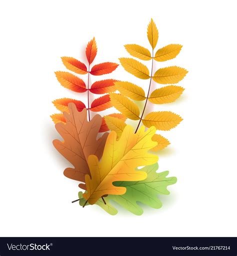 Autumn leaves bright colourful oak Royalty Free Vector Image