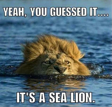 Yeah, you guessed it. It's a sea lion. Funny Animal Quotes, Animal Jokes, Funny Animal Pictures ...