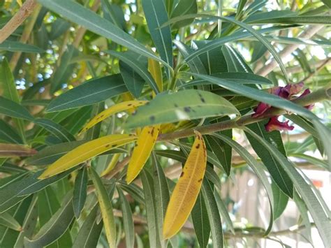 Oleander Diseases Pictures and How to Determine Them?