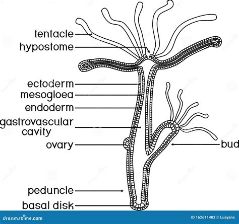 Structure of Hydra. stock vector. Illustration of contour - 162611403