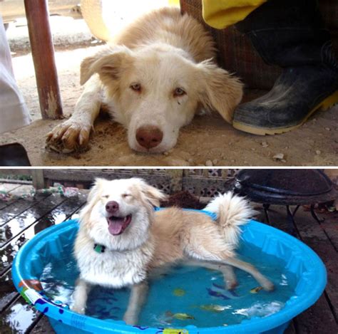 Before And After Dog Rescue Stories That Will Absolutely Warm Your Heart