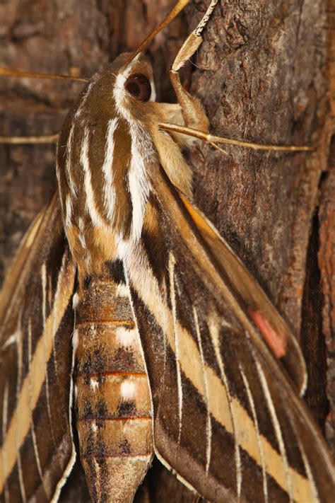 All of Nature: White-lined Sphinx Moth and Caterpillar