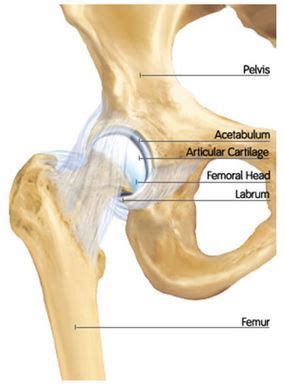 Orthopedic Hip Surgeon Washington DC | Hip Surgery Fairfax County | Hip Pain Prince William County