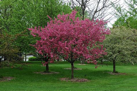 Find Prairifire Flowering Crab (Malus 'Prairifire') in Columbus Dublin ...