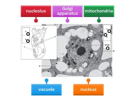 Mucus secreting goblet cells and sago pondweed cell organelles - Labelled diagram