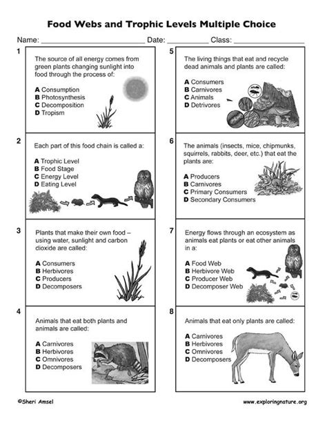 Food Chain Trophic Levels Worksheet in 2022 | Trophic level, Food web ...