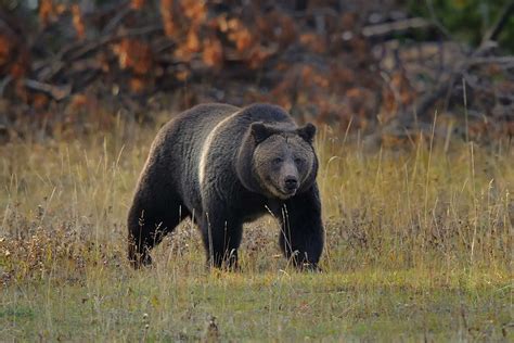 Why Certain Areas of Yellowstone National Park Will Be Closed Off Soon