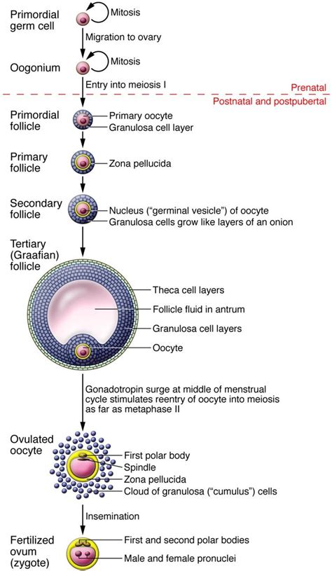 JCI - Portrait of an oocyte: our obscure origin | Biology facts, Teaching biology, Basic anatomy ...