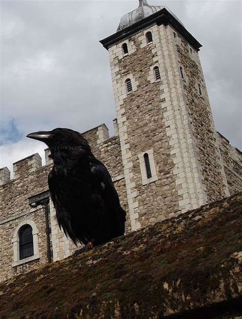 The Tower Ravens | Smithsonian