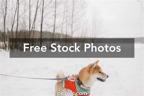 Dog Inu Photos, Download The BEST Free Dog Inu Stock Photos & HD Images