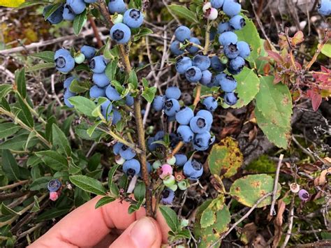 Why Leaves Curl on Blueberry Bushes (& How To Fix It) – Couch to Homestead