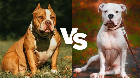 American Bully Vs American Bulldog: What's The Difference? - Ethawi.com