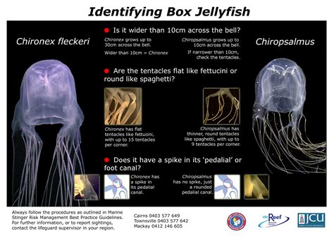 Box Jellyfish Venom Facts - boxjula