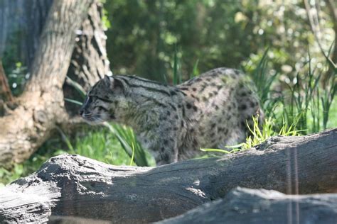 Mystery Cats: NEPAL: Fishing cat conservation