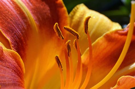 Drawing Daylilies in the Garden | Berkshire Botanical