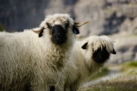 Valais Blacknose Sheep in Switzerland 2024 - Rove.me