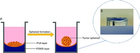 3D platform for spheroid culture. (A) Spheroid culture process onto the... | Download Scientific ...