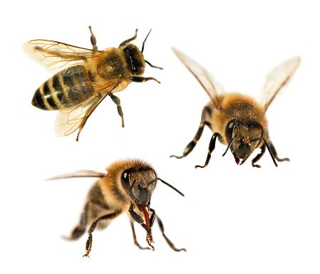 Group Of Bee Or Honeybee On White Background Honey Bees Stock Photo - Download Image Now - iStock