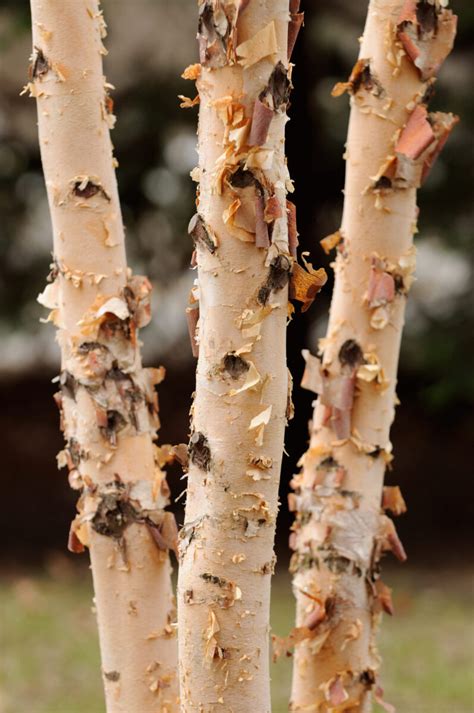 River Birch - Betula Nigra | Deciduous Trees | Cold Stream Farm