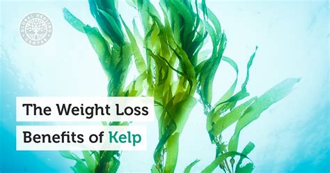 The Weight Loss Benefits of Kelp