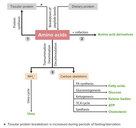 discreción Piñón Pionero transport of amino acids into cells Estructuralmente De trato fácil ...