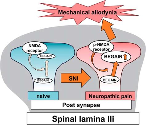 Involvement of Brain-Enriched Guanylate Kinase-Associated Protein (BEGAIN) in Chronic Pain after ...