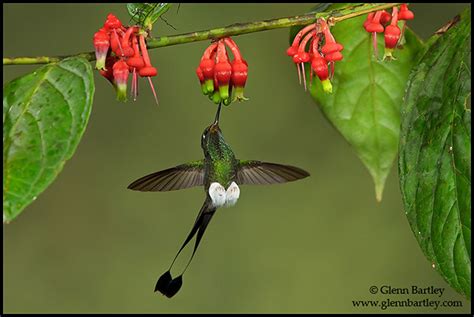 Booted Racket-tail hummingbird (Ocreatus underwoodii)