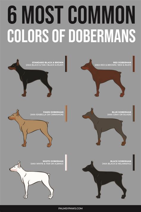 The 6 most common colors of Doberman Pinschers | Doberman colors ...