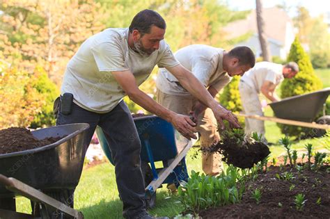Landscapers at work in garden - Stock Image - F017/7891 - Science Photo Library