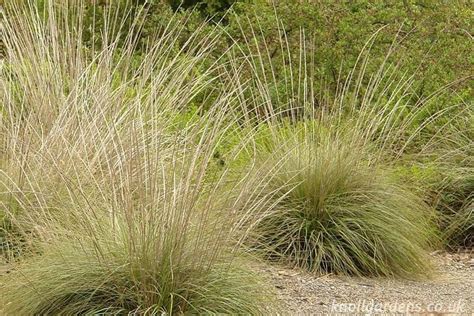 Muhlenbergia rigens - Alchetron, The Free Social Encyclopedia